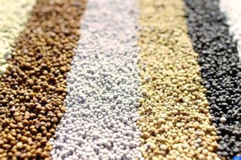  Phosphates: Solutions Minérales Pour L’Agriculture et La Production D’Engrais!